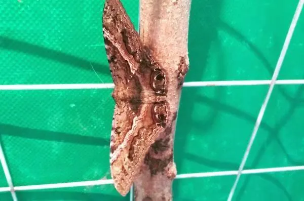 Kukulcan Tulum